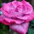 Роза ПАРАДИЗ чайно-гибридная  в Гомеле