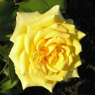 Роза ЛАНДОРА чайно-гибридная  в Гомеле