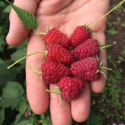 Малина ЕВРАЗИЯ в Гомеле