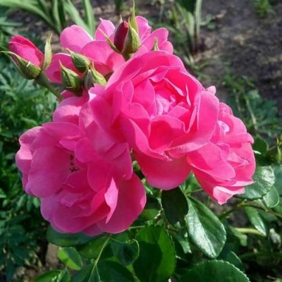 Роза АНГЕЛА флорибунда в Гомеле