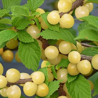 Вишня СНЕВИТ войлочная в Гомеле