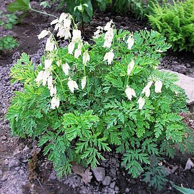 Дицентра красивая АВРОРА в Гомеле