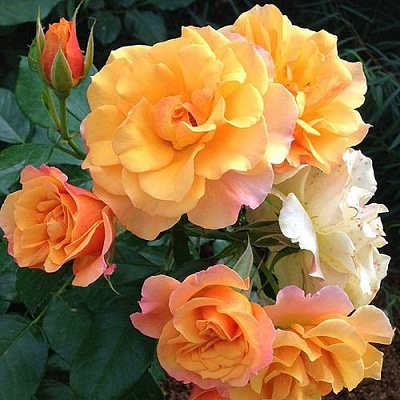 Роза ТЕКИЛА флорибунда  в Гомеле