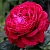 Роза 4 ВЕТРОВ флорибунда  в Гомеле
