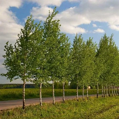 Береза обыкновенная в Гомеле