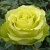 Роза ЛИМБО (ДОЛЛАР) чайно-гибридная  в Гомеле