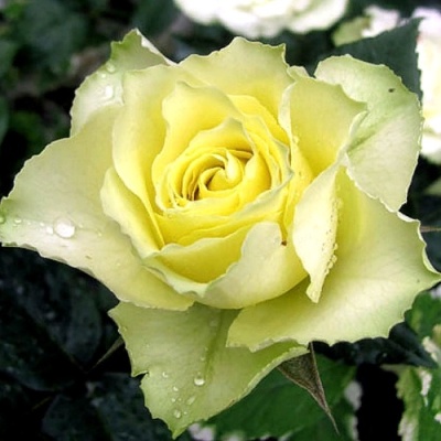 Роза ЛИМБО (ДОЛЛАР) чайно-гибридная  в Гомеле