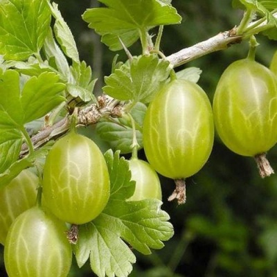Крыжовник УРАЛЬСКИЙ ИЗУМРУД в Гомеле