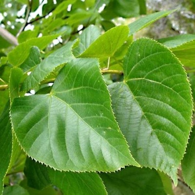 Липа мелколистная в Гомеле