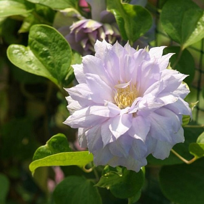 Клематис БЕЛЬ ОФ ВОРКИНГ в Гомеле