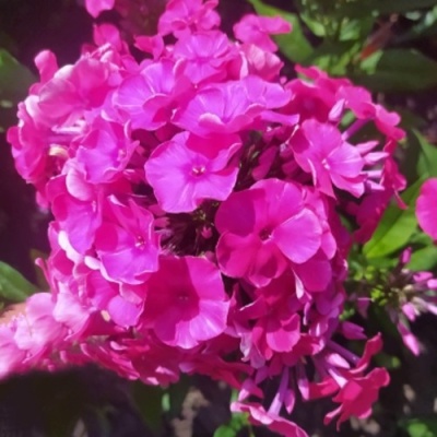 Флокс БАМБИНИ ДИЗАЙР метельчатый в Гомеле