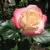 Роза БЕЛЛА ПЕРЛА чайно-гибридная  в Гомеле