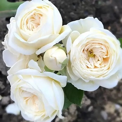Роза АРТЕМИС шраб в Гомеле