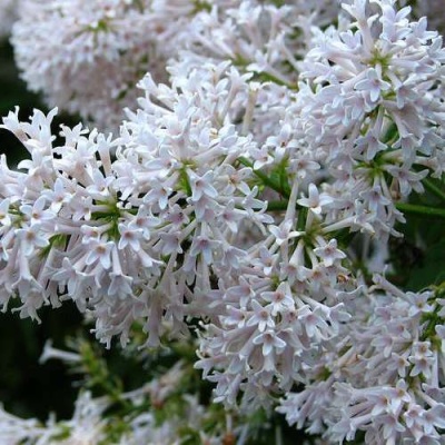 Сирень АГНЕС СМИТ в Гомеле