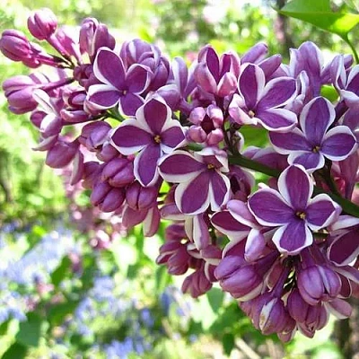 Сирень СЕНСАЦИЯ (привитая) в Гомеле