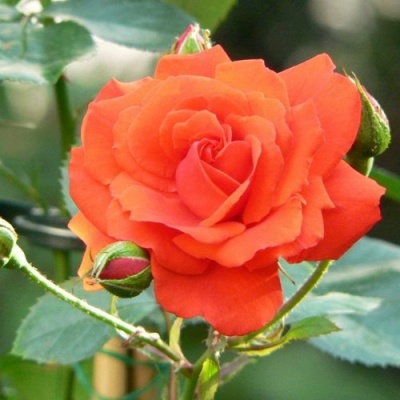 Роза АНЖЕЛИКА чайно-гибридная  в Гомеле