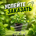 УСПЕЙТЕ ЗАКАЗАТЬ УСПЕЙТЕ ЗАКАЗАТЬ в Гомеле