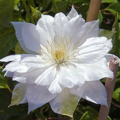 Клематис ДАЧЕСС ОФ ЭДИНБУРГ в Гомеле