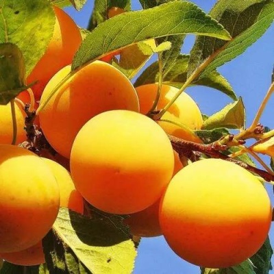 Слива МЕДОВАЯ ЖЁЛТАЯ в Гомеле