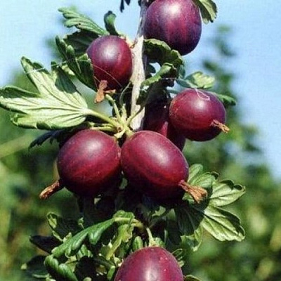 Крыжовник СЛИВОВЫЙ в Гомеле