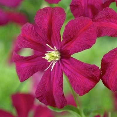 Клематис МАДАМ ДЖУЛИЯ КОРРЕВОН в Гомеле