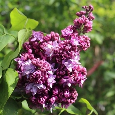 Сирень МАРШАЛ МАЛИНОВСКИЙ в Гомеле