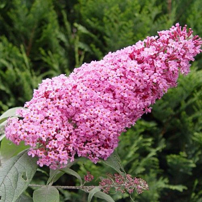 Буддлея давида ПИНК ДЕЛАЙТ в Гомеле