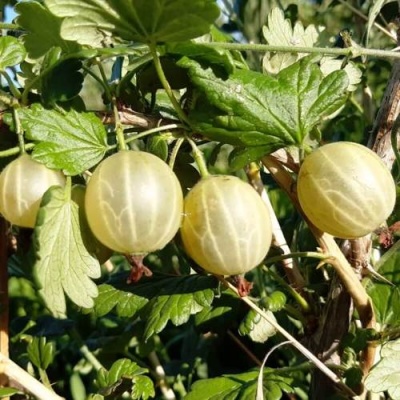 Крыжовник БЕЛОРУCСКИЙ САХАРНЫЙ 2 в Гомеле