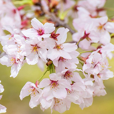 Сакура КОЙО НО МАЙ в Гомеле