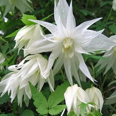 Княжик АЛЬБИНА ПЛЕНА белый махровый в Гомеле