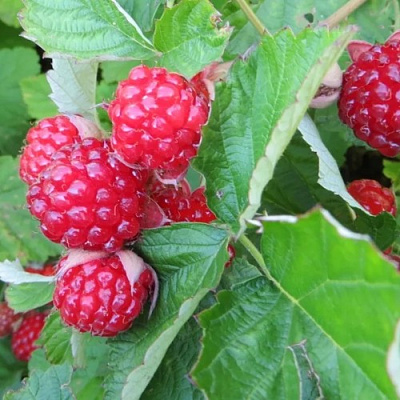 Ежемалина РЕД ДАЙМОНД в Гомеле