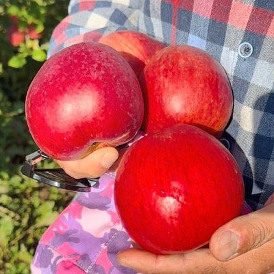 Яблоня ПАМЯТЬ СЮБАРОВОЙ в Гомеле