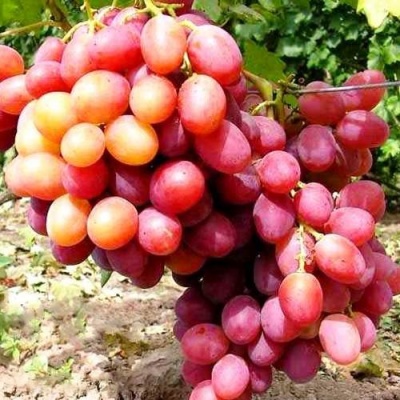 Виноград АНЮТА в Гомеле
