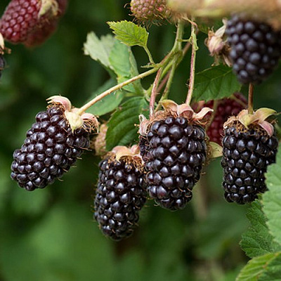 Ежемалина БОЙСЕНБЕРРИ в Гомеле