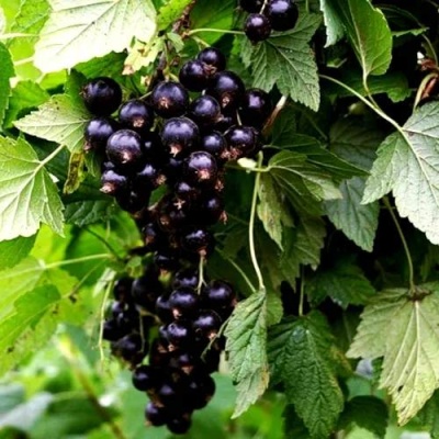 Смородина чёрная БЕЛОРУССКАЯ СЛАДКАЯ в Гомеле