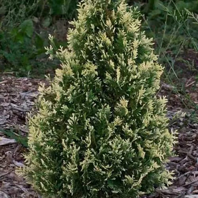 Туя БРАБАНТ ВАРИЕГАТТА западная в Гомеле