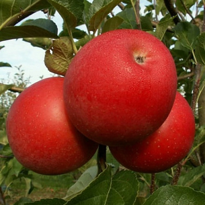 Яблоня БОГЕМИЯ в Гомеле