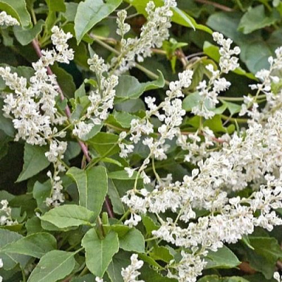 Фаллопия АУБЕРТА в Гомеле