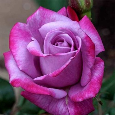 Роза ПАРАДИЗ чайно-гибридная  в Гомеле
