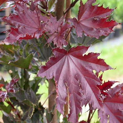 Клен КРИМСОН СЕНТРИ остролистный в Гомеле