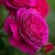Роза МАЛИНОВЫЙ ЗВОН чайно-гибридная  в Гомеле