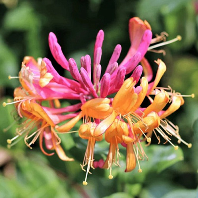 Жимолость ГЕКРОТА в Гомеле