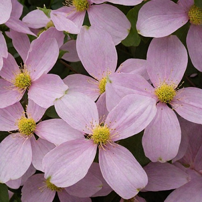 Клематис ГОРНЫЙ в Гомеле