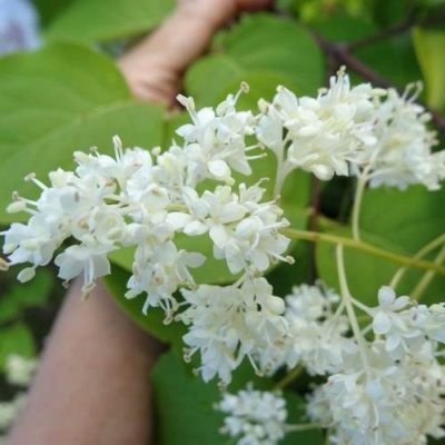 Сирень АМУРСКАЯ в Гомеле