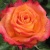 Роза ВАУ чайно-гибридная  в Гомеле