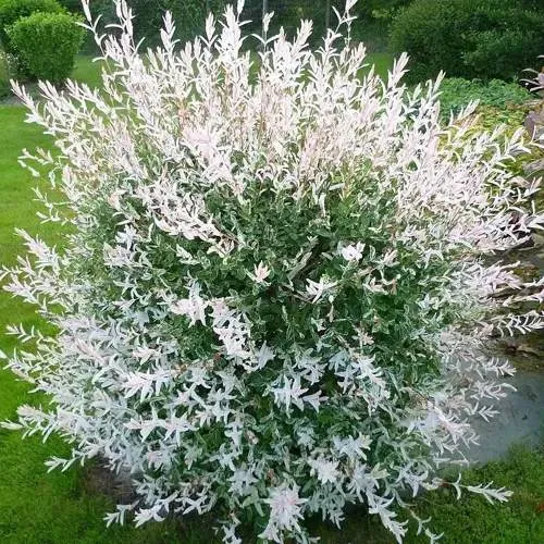 Ива ХАКУРО НИШИКИ в Гомеле