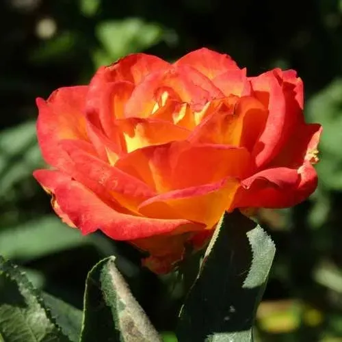 Роза ЛИНА чайно-гибридная  в Гомеле