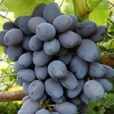 Черный виноград в Гомеле