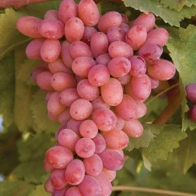 Розовый виноград в Гомеле