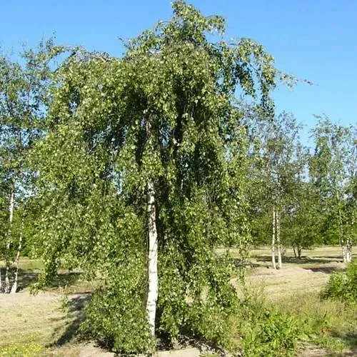 Береза ПОВИСЛАЯ в Гомеле